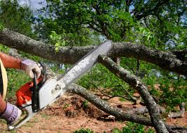 Raubsville, PA  Tree Services Company